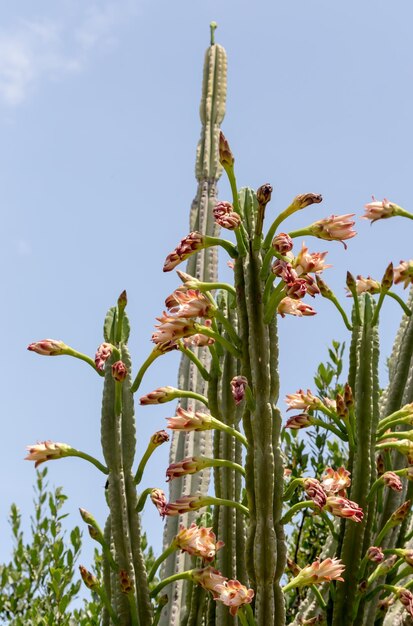 Um lindo cacto florido alto e farpado Cereus contra o céu azul fechado em um dia de verão