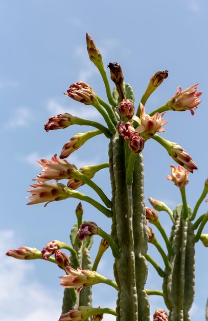 Um lindo cacto florido alto e farpado Cereus contra o céu azul fechado em um dia de verão