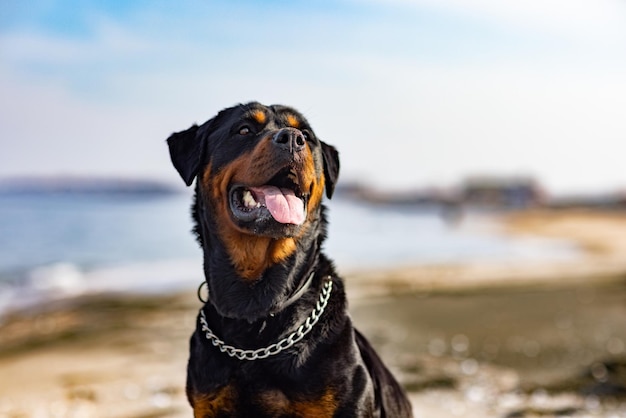 Um lindo cão grande e orgulhoso da raça Rottweiler senta-se em uma praia de areia contra o pano de fundo de um mar tempestuoso e olha para longe