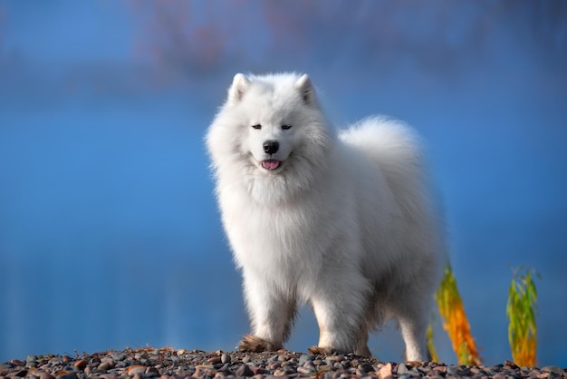 Um lindo cão samoiedo branco na floresta de outono