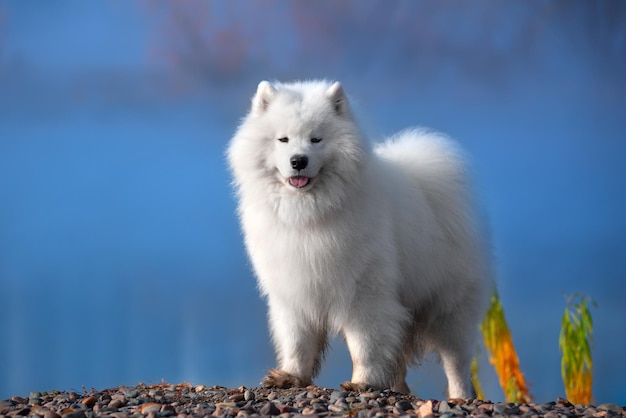 Foto um lindo cão samoiedo branco na floresta de outono