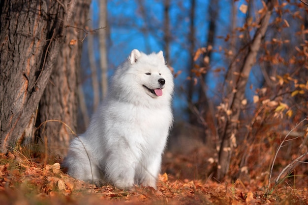 Um lindo cão samoiedo branco na floresta de outono