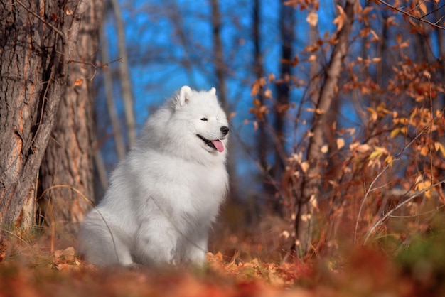 Um lindo cão samoiedo branco na floresta de outono