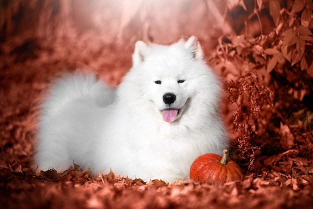 Foto um lindo cão samoiedo branco na floresta de outono