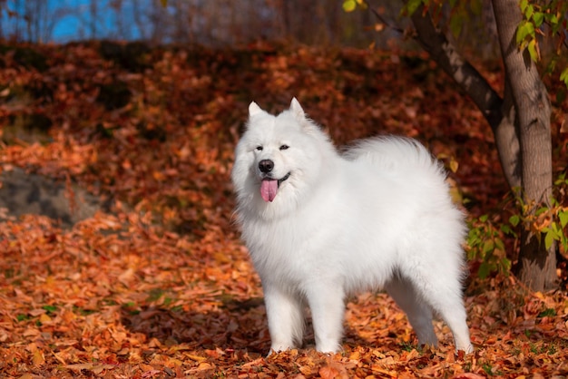 Um lindo cão samoiedo branco na floresta de outono