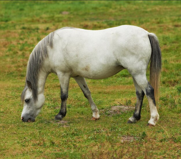Um lindo cavalo branco comendo grama enquanto vagava em um campo exuberante na zona rural animal em pé na paisagem verde da fazenda em um dia ensolarado cavalo com uma longa juba cinza pastando em um prado de primavera