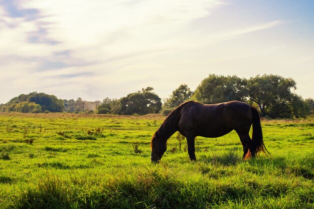 Um lindo cavalo pastando na grama no verão