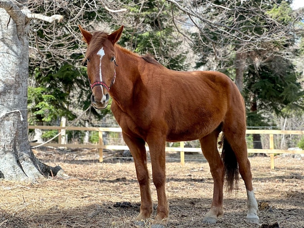 Um lindo cavalo vermelho com uma mancha branca no focinho está parado em um campo amarrado a uma árvore