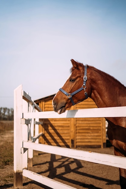 Foto um lindo cavalo vermelho marrom fica em um paddock no estábulo e olha para o lado