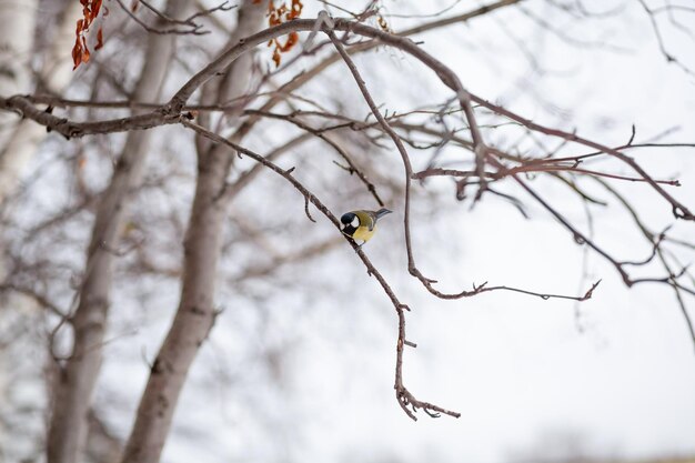 Um lindo chapim senta-se em um galho no inverno e voa em busca de comida. Outros pássaros estão sentados