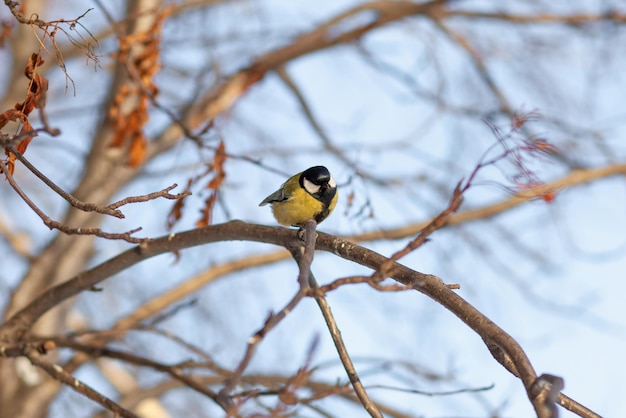 Um lindo chapim senta-se em um galho no inverno e voa em busca de comida. Outros pássaros estão sentados