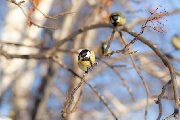 Um lindo chapim senta-se em um galho no inverno e voa em busca de comida. Outros pássaros estão sentados