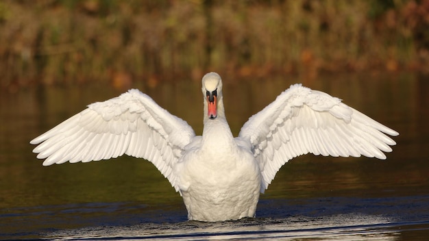 Um lindo cisne branco em uma lagoa bate as asas.
