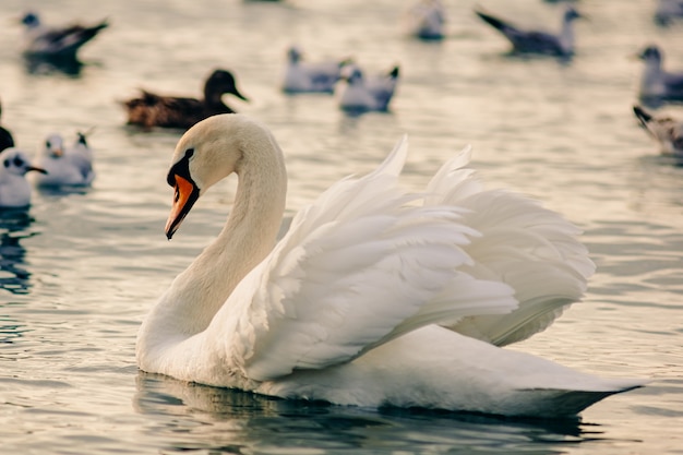 Um lindo cisne branco flutua na água do mar das aves marinhas. Inverno no Mar Negro, na costa de Anapa