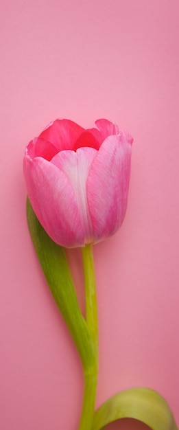 Foto um lindo close-up de tulipa rosa em uma rosa.