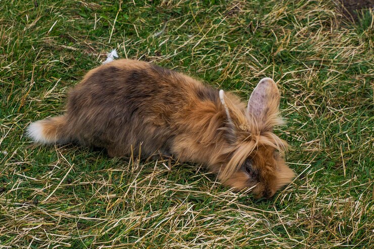 Foto um lindo coelho angorá fofo sentado ao ar livre no verão