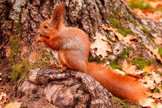 Um lindo esquilo ruivo roendo uma noz perto