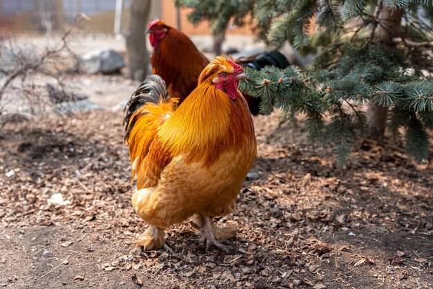 Um lindo galo parado na grama em um galo de fundo verde turva do zodíaco