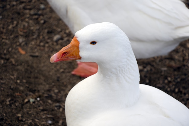 Um lindo ganso branco capturado de perto e de perfil. Bico laranja.