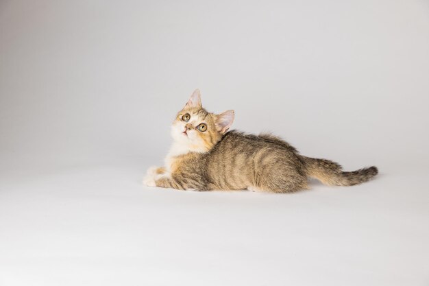Um lindo gatinho de Scottish Fold cinza isolado parecendo brincalhão e alegre é o foco deste retrato de gato contra um fundo branco