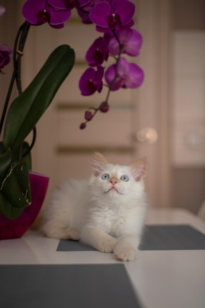 Um lindo gatinho doméstico com flor de orquídea O gato cheira a planta Foto fofa de um animal de estimação i