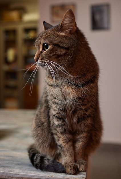 Um lindo gatinho onde mais pode descansar depois de um árduo dia de trabalho se não estiver na mesa de jantar