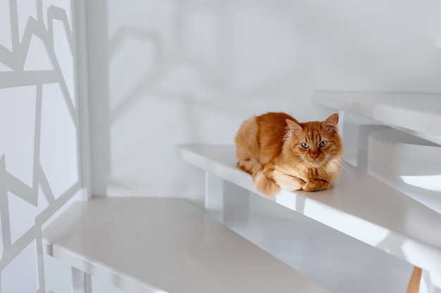 Um lindo gatinho ruivo senta-se em uma escada branca em um apartamento.