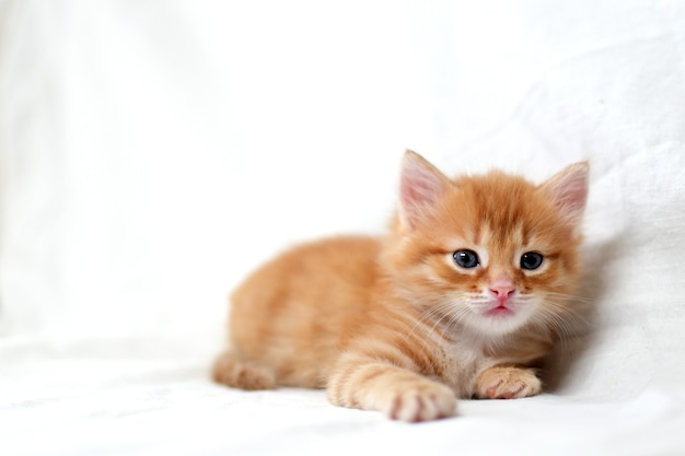 Um lindo gatinho vermelho brilhante sobre um fundo branco olha para o lado. Jovem gatinho vermelho fofo. Gatinho ruivo de cabelos compridos brincar em casa. Bonitos animais de estimação engraçados. espaço para texto.