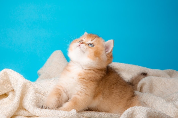 Um lindo gatinho vermelho sobre um fundo azul é envolto em uma manta bege, vista frontal