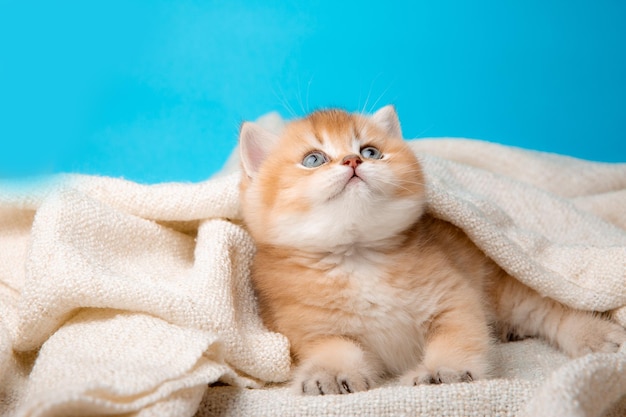 Um lindo gatinho vermelho sobre um fundo azul é envolto em uma manta bege, vista frontal