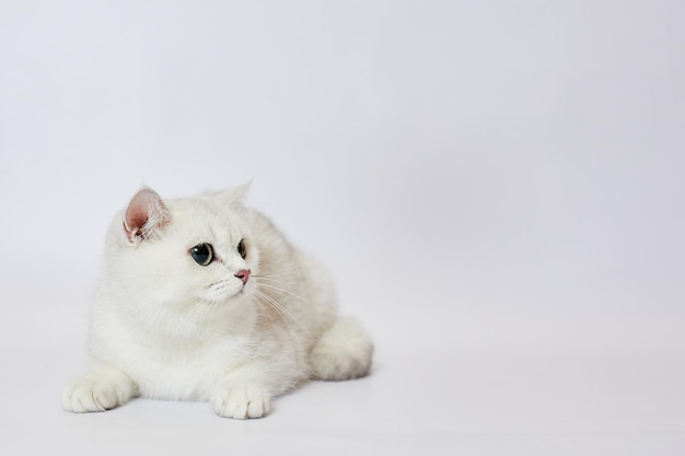 Um lindo gato branco chinchila de prata britânica