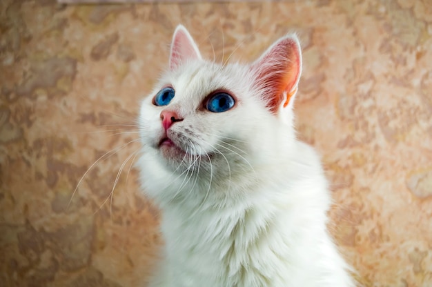 Um lindo gato branco com olhos azuis está assistindo de perto algo