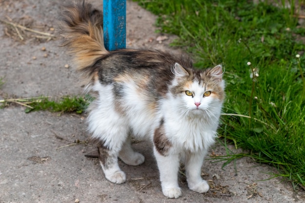 Um lindo gato branco está assistindo os eventos no jardim