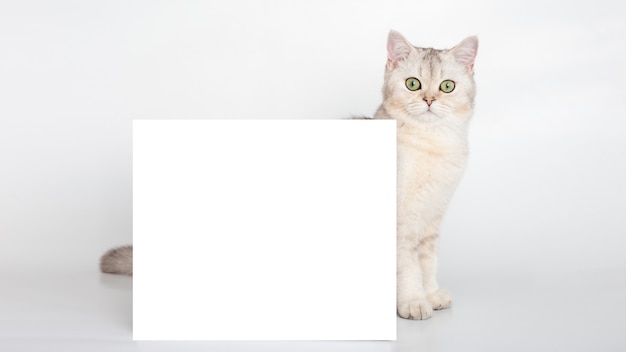 Um lindo gato britânico branco está atrás de um cartão postal horizontal com um lugar para seu texto em um