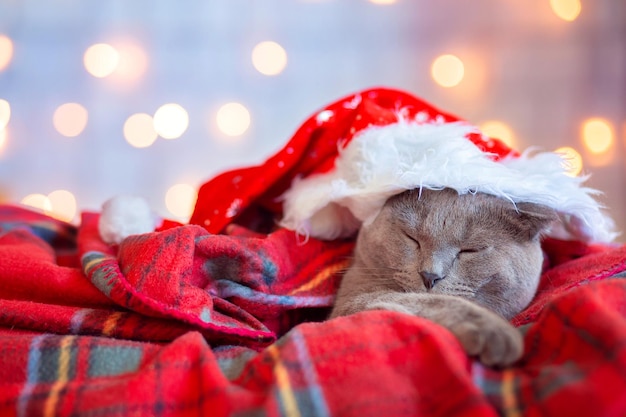 Um lindo gato cinza de cabelos curtos se aquece em um cobertor vermelho contra o fundo das guirlandas de Natal