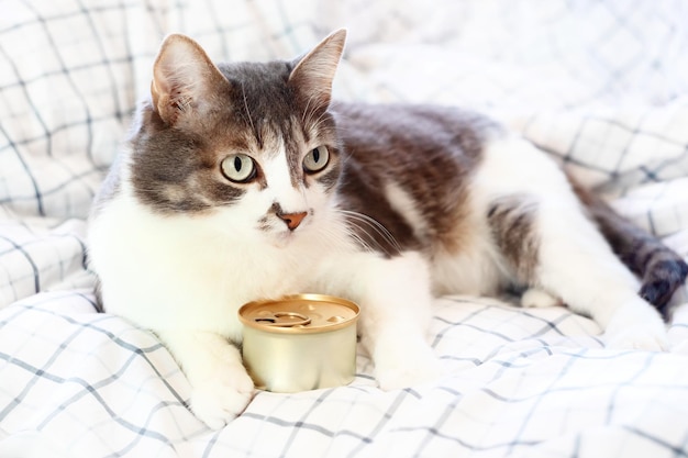 Um lindo gato cinza está deitado em um cobertor com uma lata de comida enlatada Anúncios de comida de gato com espaço de cópia