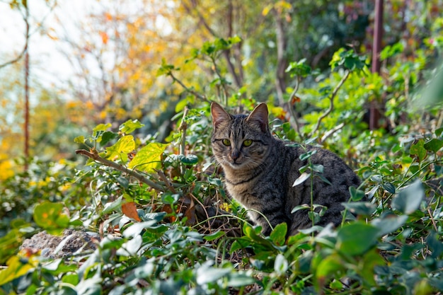 Um lindo gato cinza senta-se em um matagal de vegetação selvagem na floresta e olha para a câmera Retrato de um gato cinza