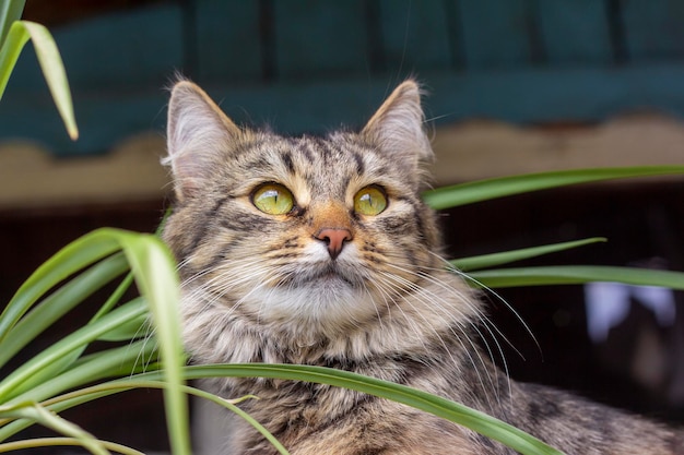 Um lindo gato cinza senta-se na varanda ao lado de uma flor.