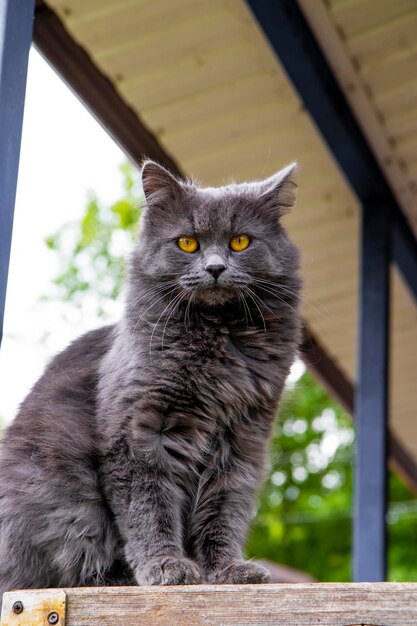 Um lindo gato cinza