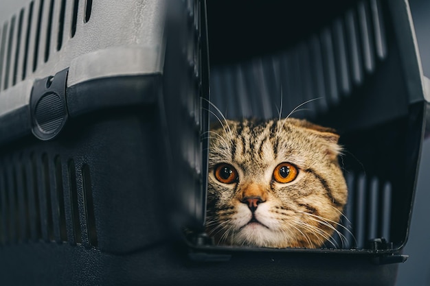 Um lindo gato com olhos laranja senta-se em uma gaiola para transporte