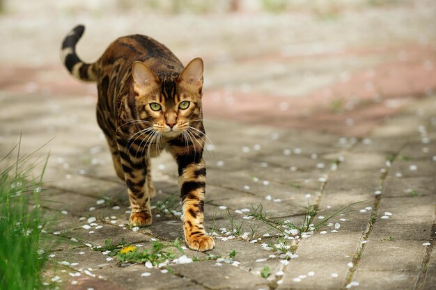 um lindo gato de Bengala bem arrumado anda em lajes de pavimentação na estação quente