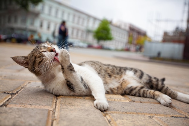 Um lindo gato deita no chão e lambe sua pata