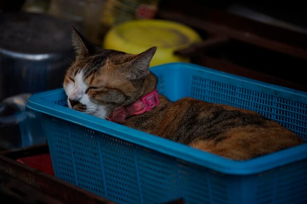 Um lindo gato dormindo em uma cesta de plástico azul