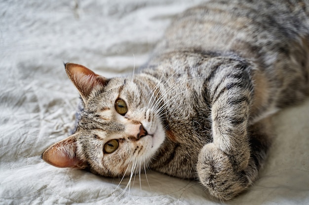 Um lindo gato engraçado bonito está deitado na cama e olhando para o quadro