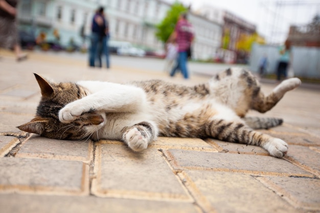 Um lindo gato está no chão cobrindo o rosto com a pata