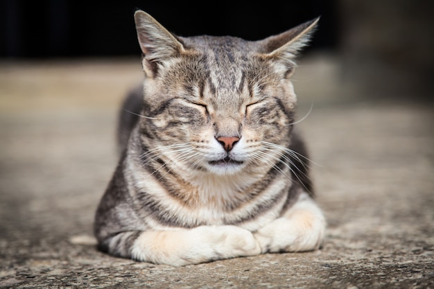 Um lindo gato europeu dormindo na pedra