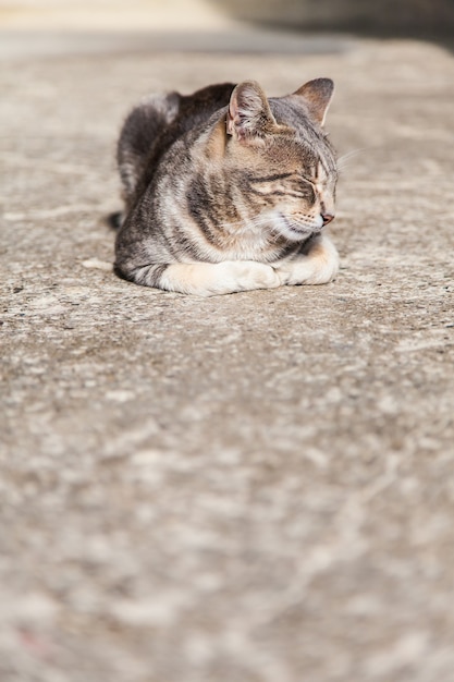 Um lindo gato europeu dormindo na pedra