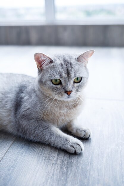 Um lindo gato fofo cinza encontra-se em um laminado. O conceito de animais de estimação.