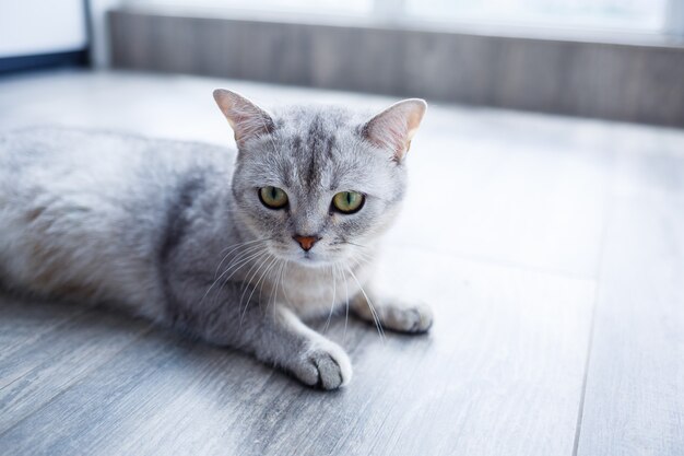 Um lindo gato fofo cinza encontra-se em um laminado. O conceito de animais de estimação.