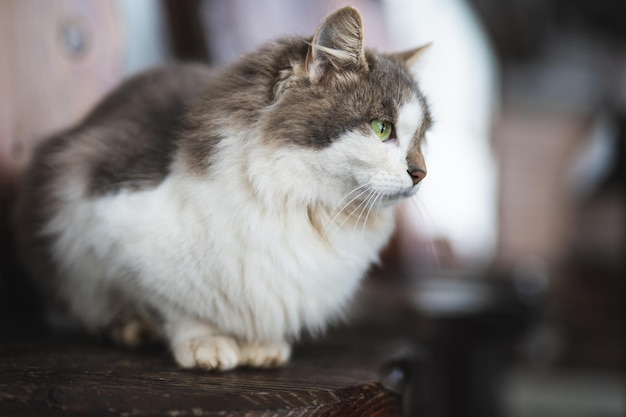 Um lindo gato fofo com olhos verdes está sentado